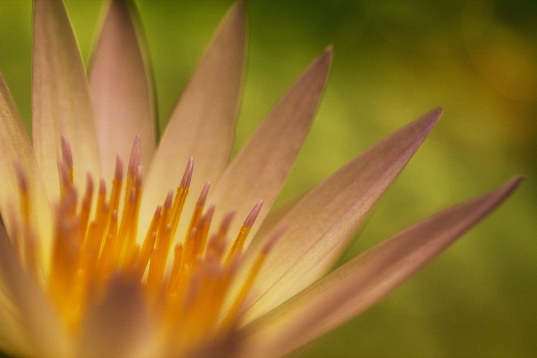 Water Lilies White Petals Close-Up