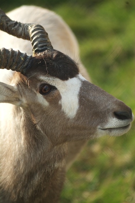 Antelope Head with Antlers