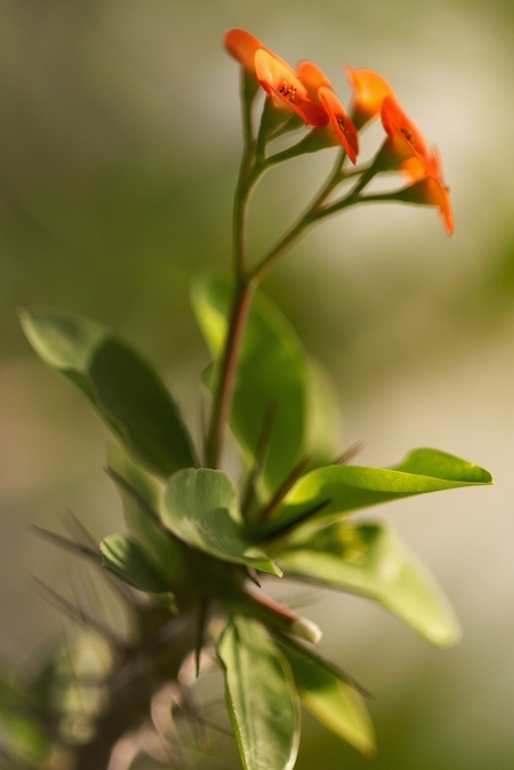 Delicate Orange Flowers