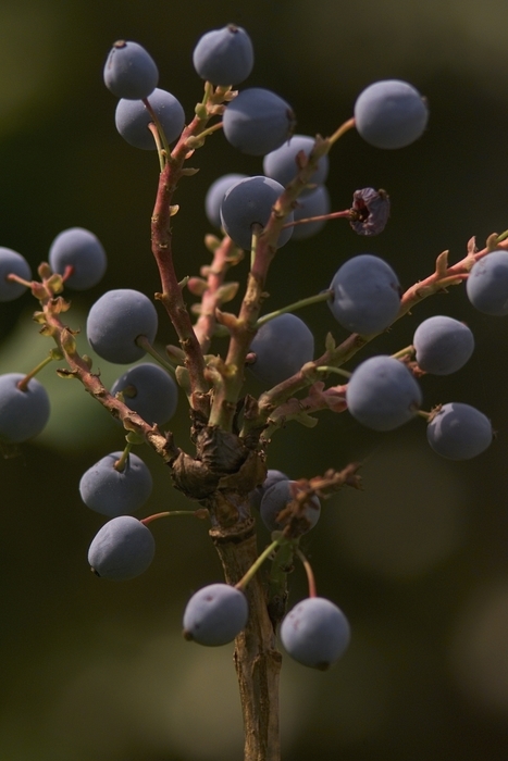 Blueberries on Stem