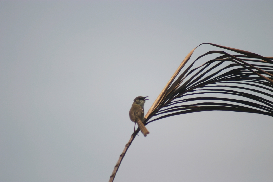 Small Bird on a Tree Branch