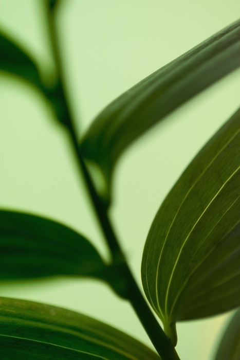 Plant Stem with Green Leaves