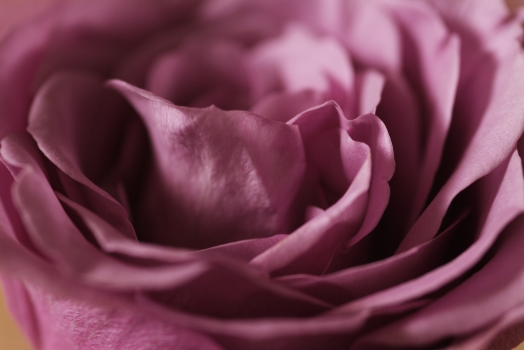 Red Rose Close-Up Petals