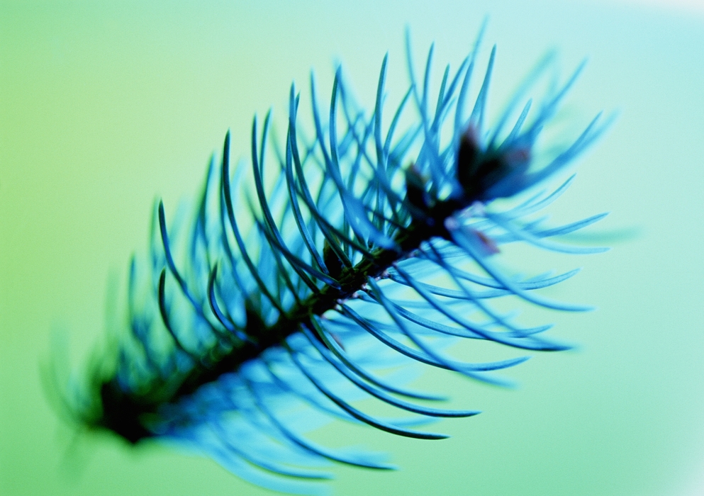 Coniferous Branches