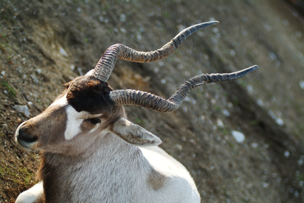 Antelope Head and Horns