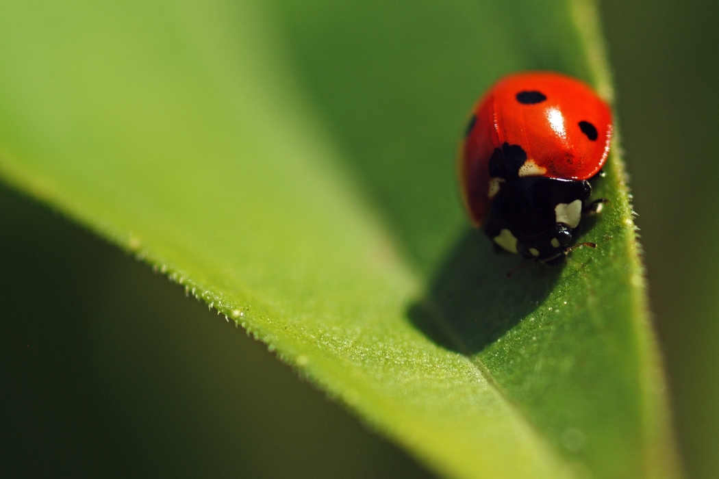 Ladybug on Green Leaf