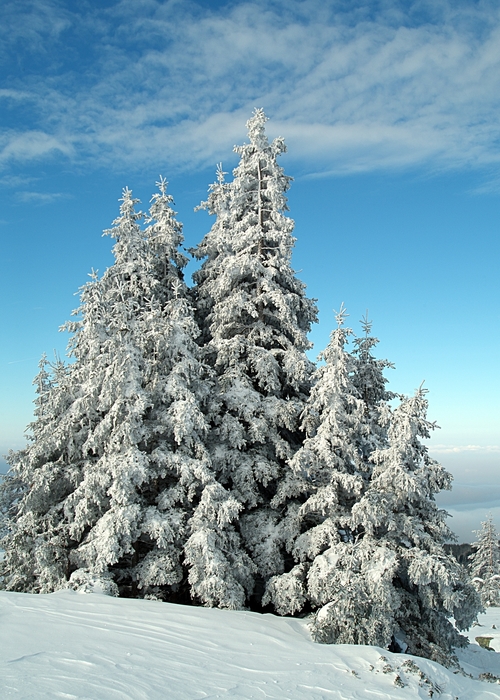 Winter Scene with Snow Covered Fir Trees