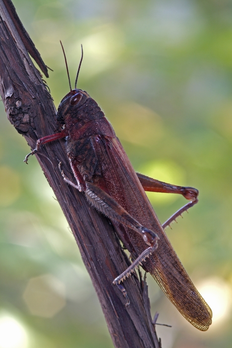 Grasshopper Close-Up on Plant