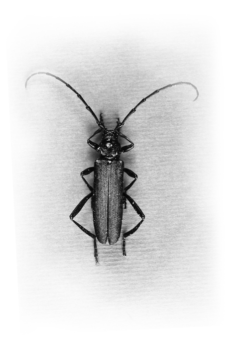 Longhorn Beetle