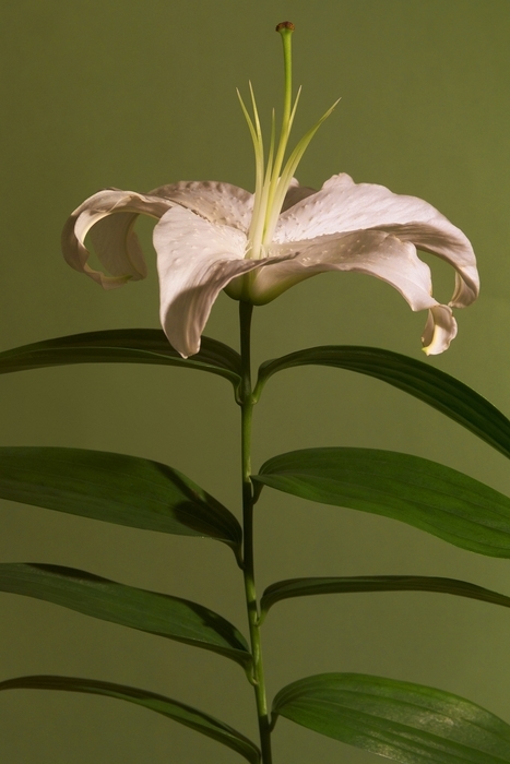 White Flower Stamen and Pistil