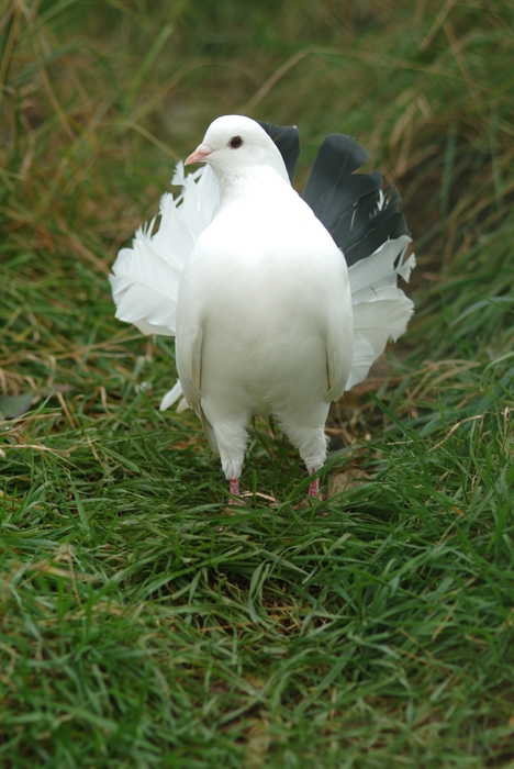 White Pidgeon