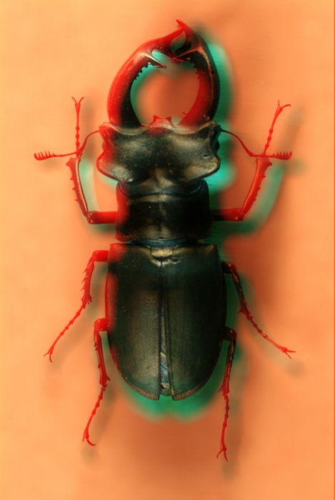 Stag Beetle