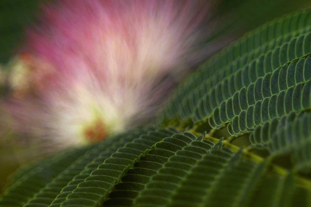 Fern Leaf with Flower