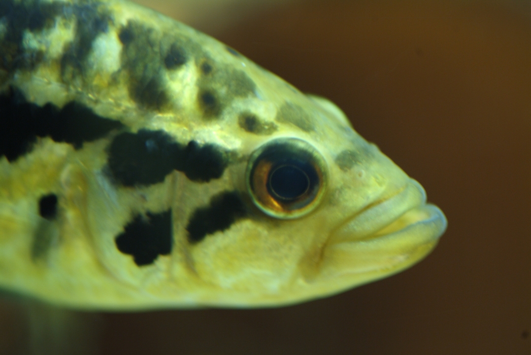 Tropical Fish Head and Mouth