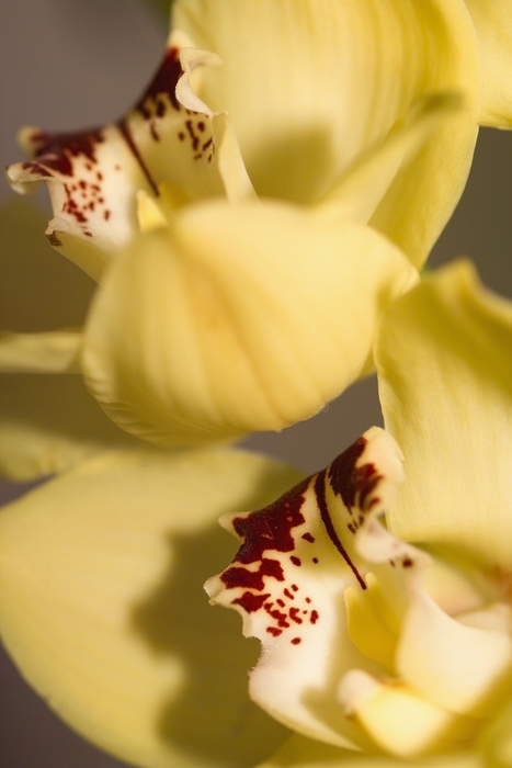 Yellow Flower Petals