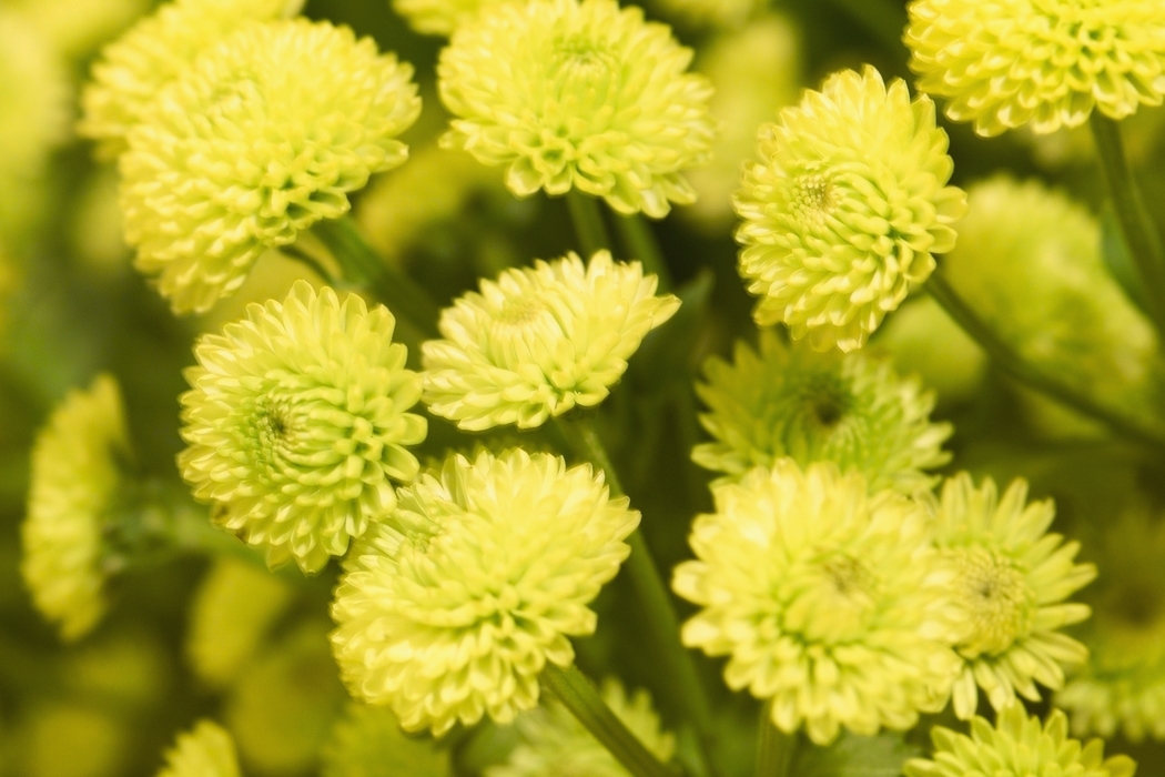 Bright Yellow Flowers