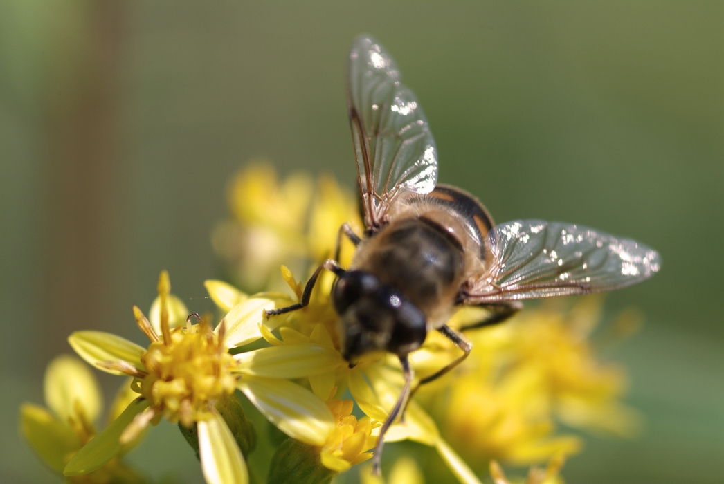 Honeybee Gathering Nectar on Flower