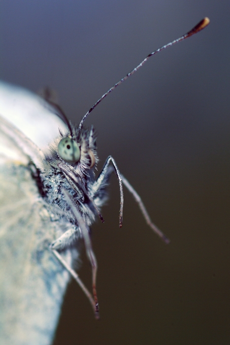 Moth Close-Up