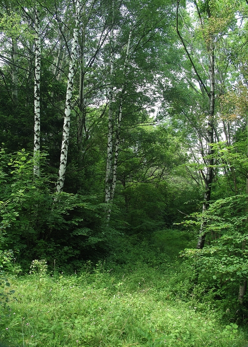 Birch Trees in Forest