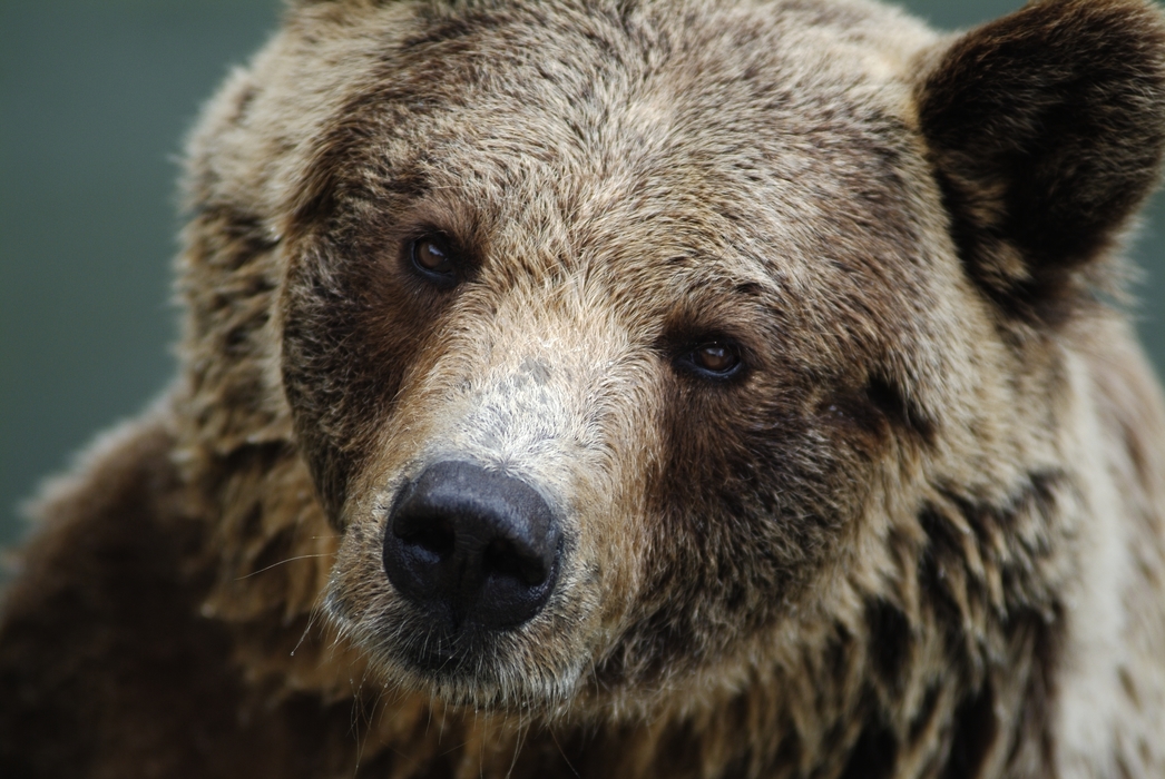 Grizzly Bear Head Close-Up