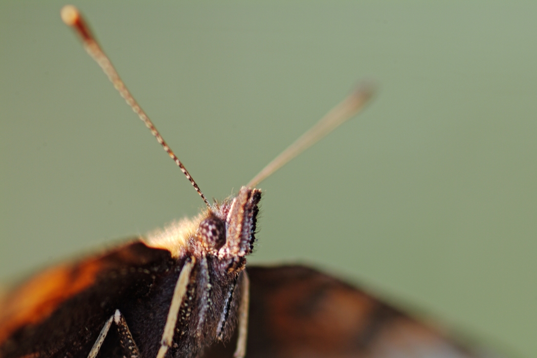 Moth Close-Up Antennae