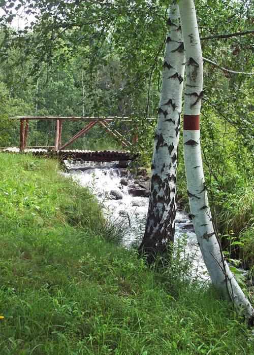 Birch Trees and Bridge Over Creek