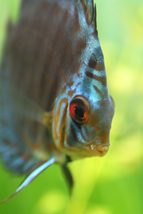 Tropical Fish Head in Focus