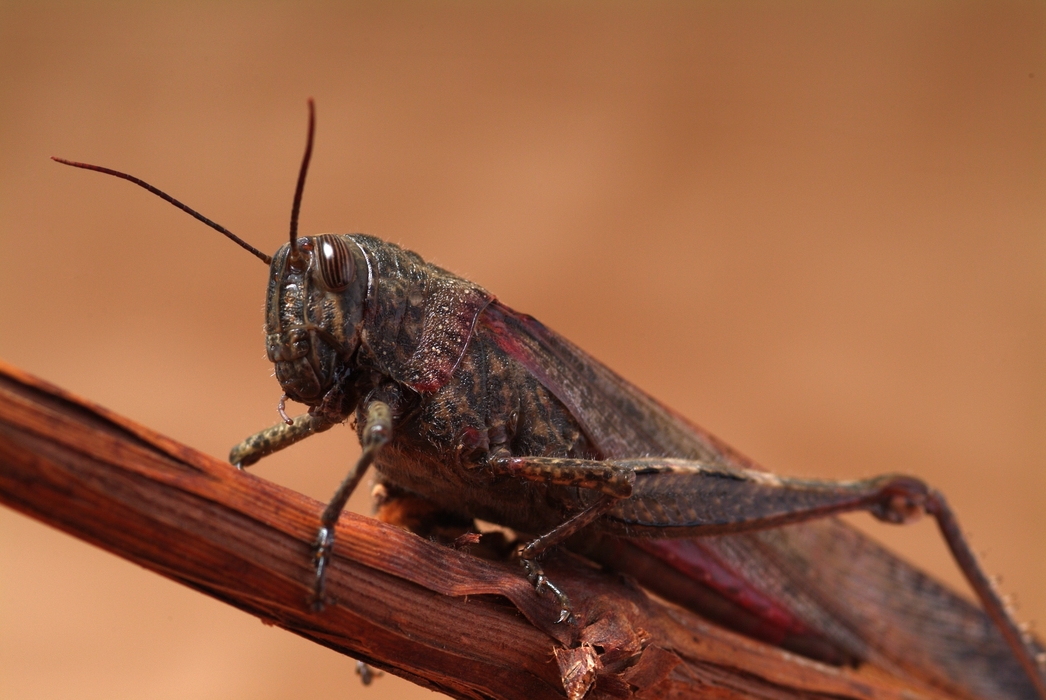 Grasshopper Close-Up on Plant