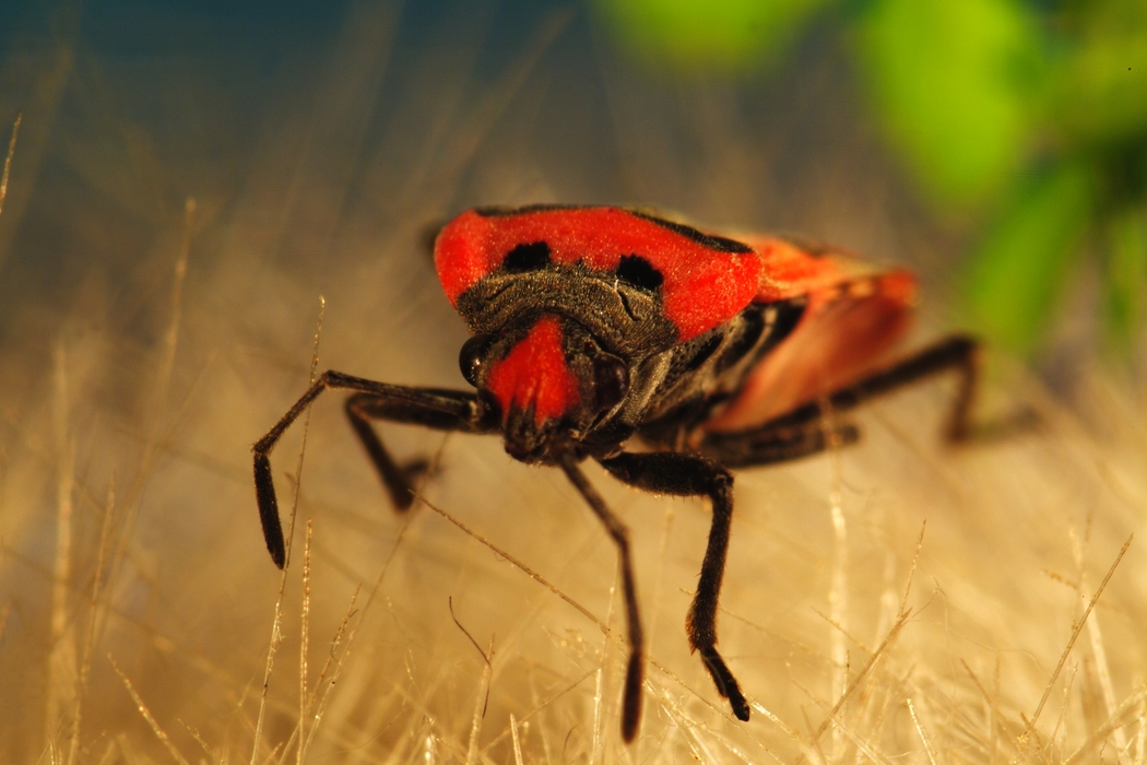 Flying Insect with Red Wings and Black Spots