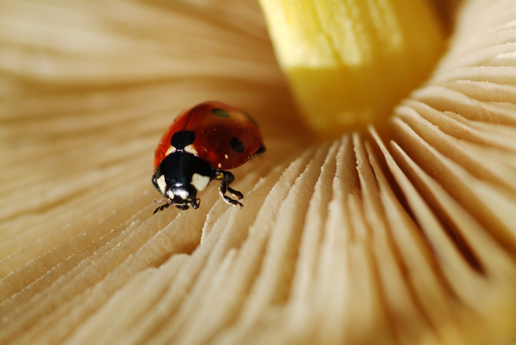 Ladybug Feeding on Plant