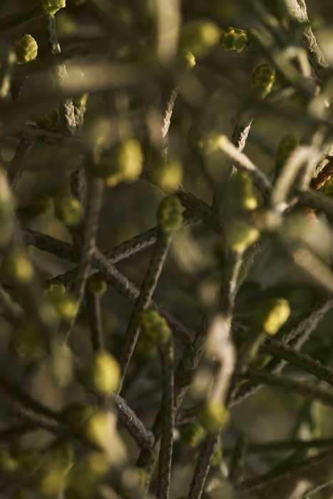 Flower Stems