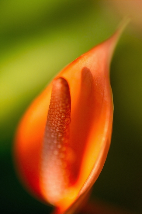 Orange Flower Spadex and Spathe