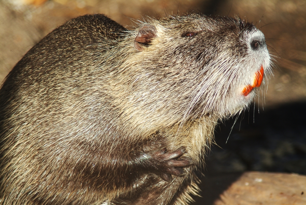 Beaver Scratches Himself