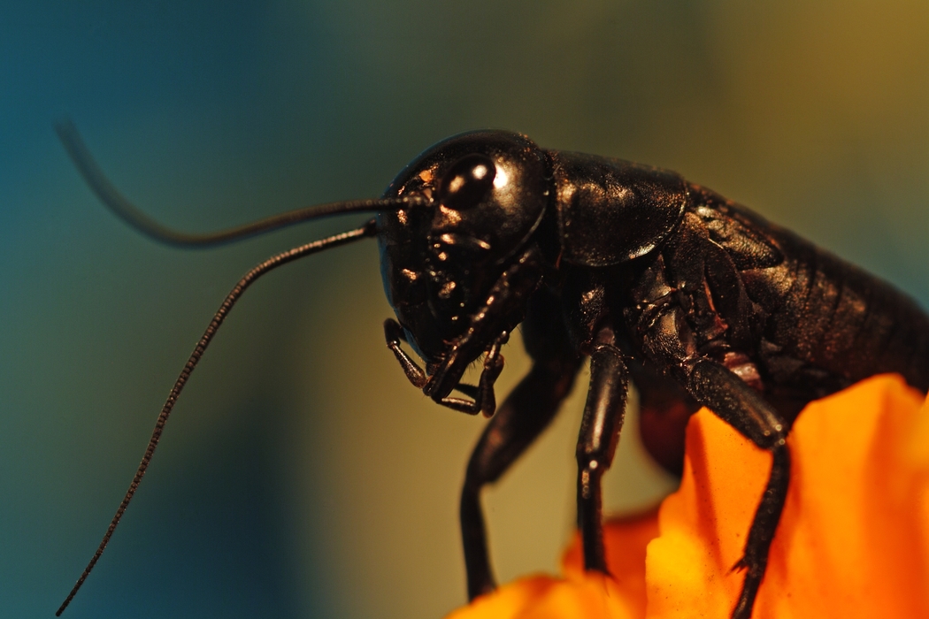 Ominous Black Insect Sucking Back Nectar