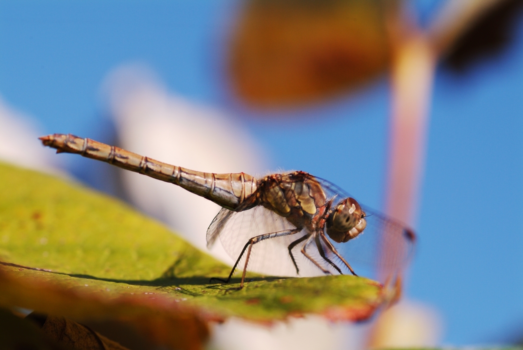 Dragonfly Close-Up on Leaf