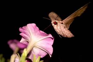 Dragonfly20140828 7401 1woyvub