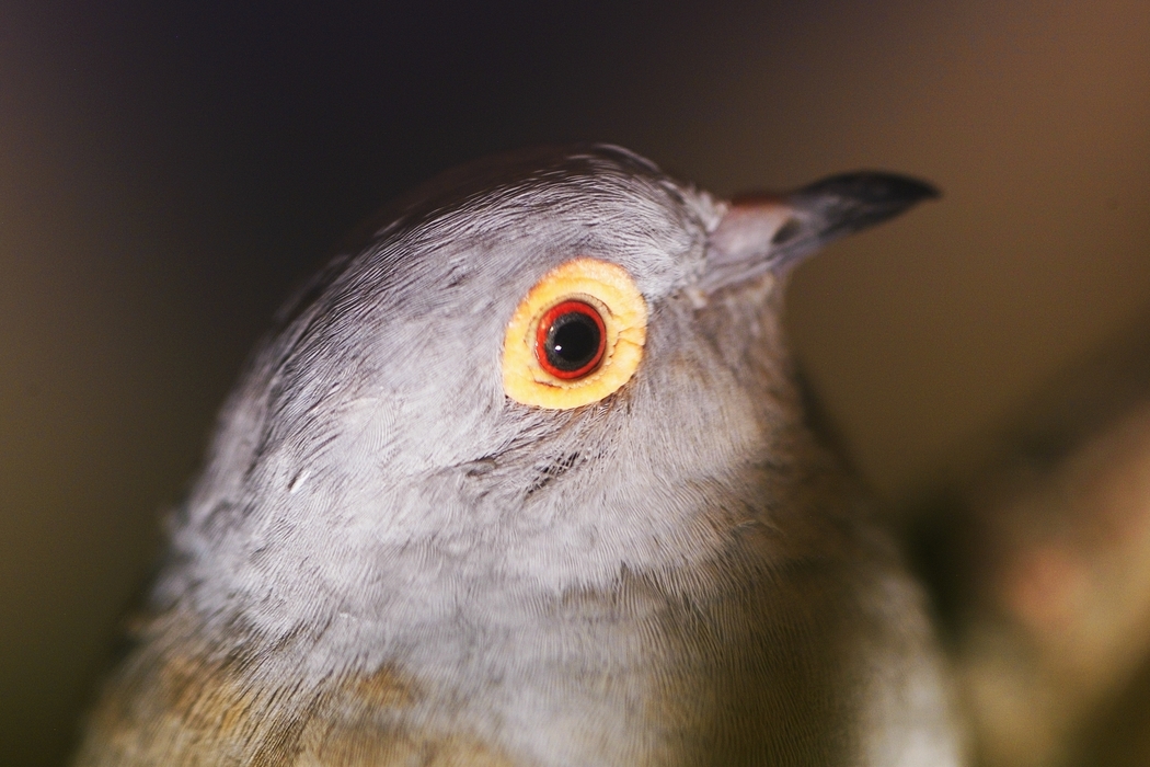 Pigeon Senses Danger