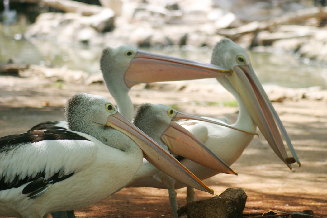 Pelicans on the Beach