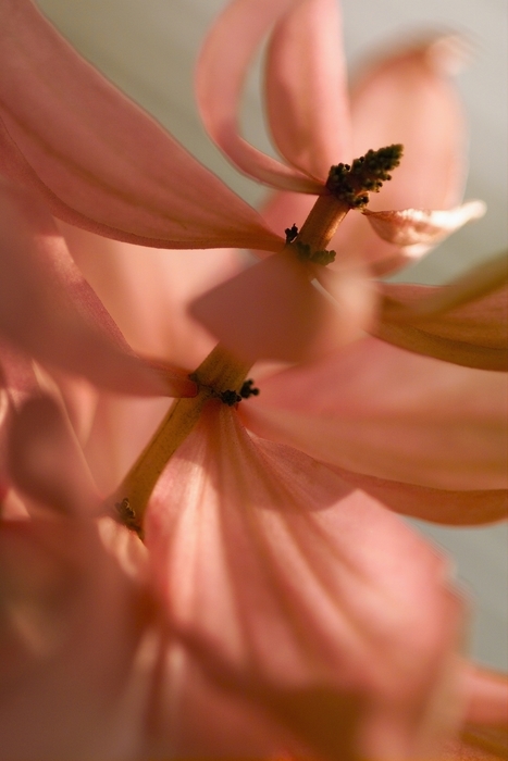 Pink Flower Petals 