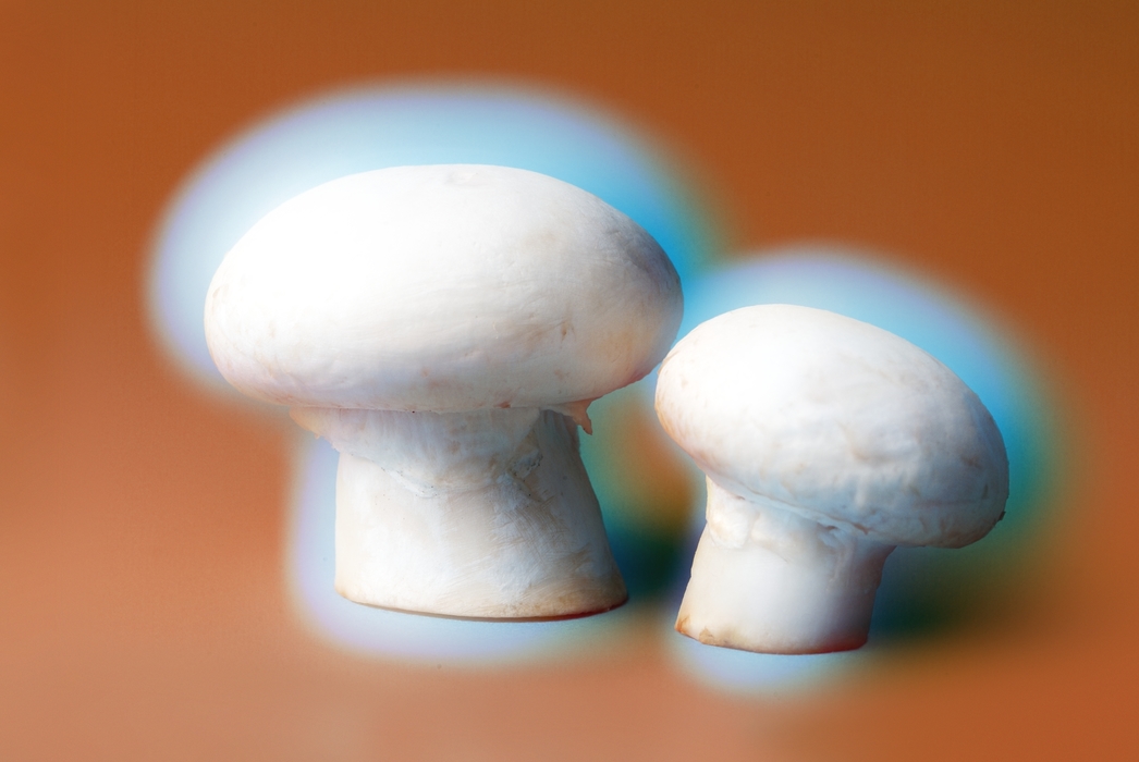 White Mushrooms