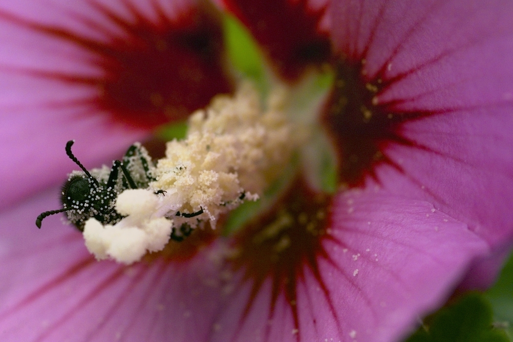 Bee Clinging to Pistil Covered in Pollen