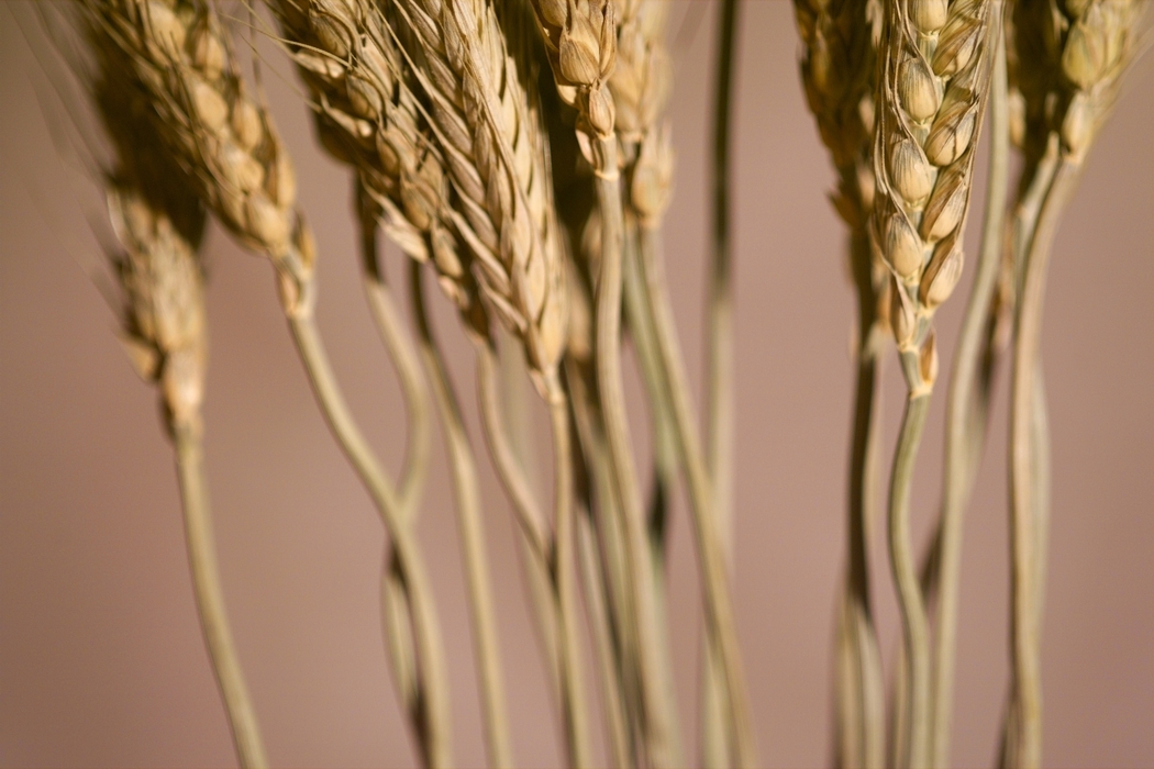 Shafts of Wheat