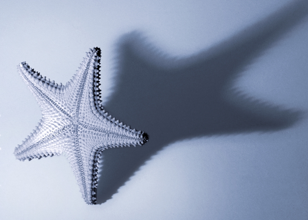 Starfish with Dramatic Shadow