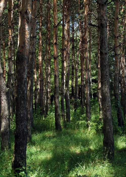 Pine Tree Forest