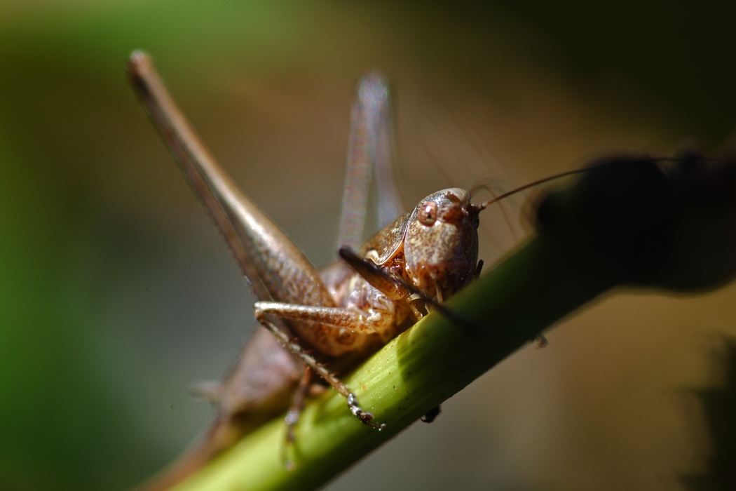 Grasshopper on Stem