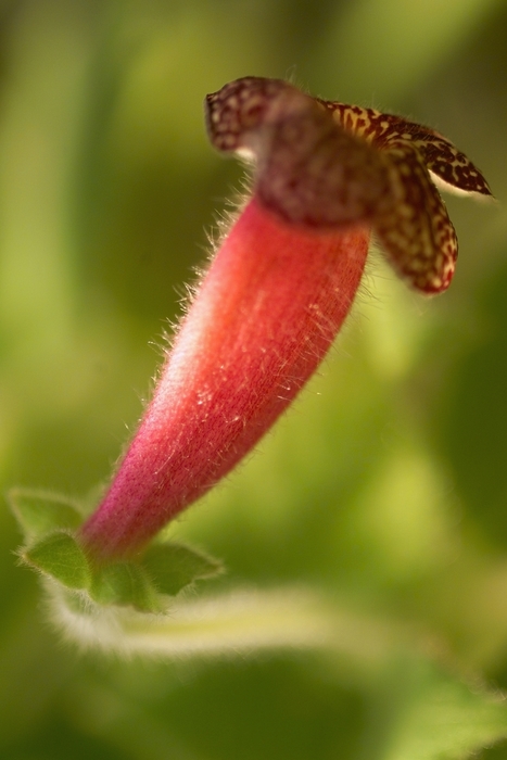 Pink Flower with Spotted Petals