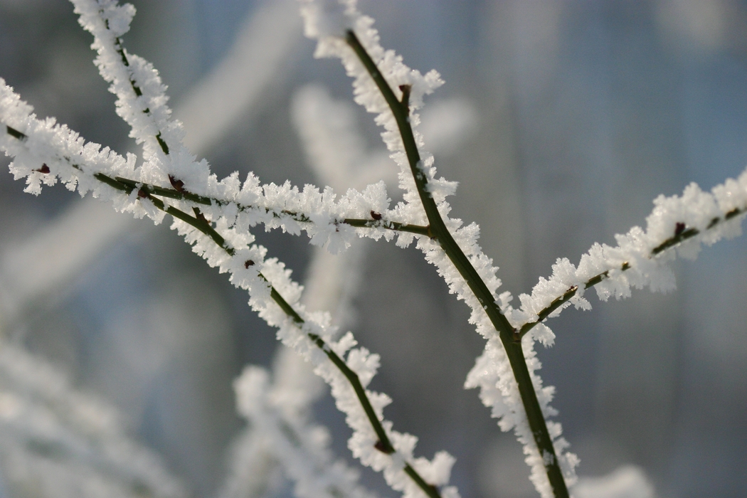 Winter Scene Frost Tree Branch