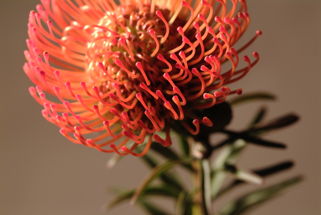 Red Flower Stamen with Stem