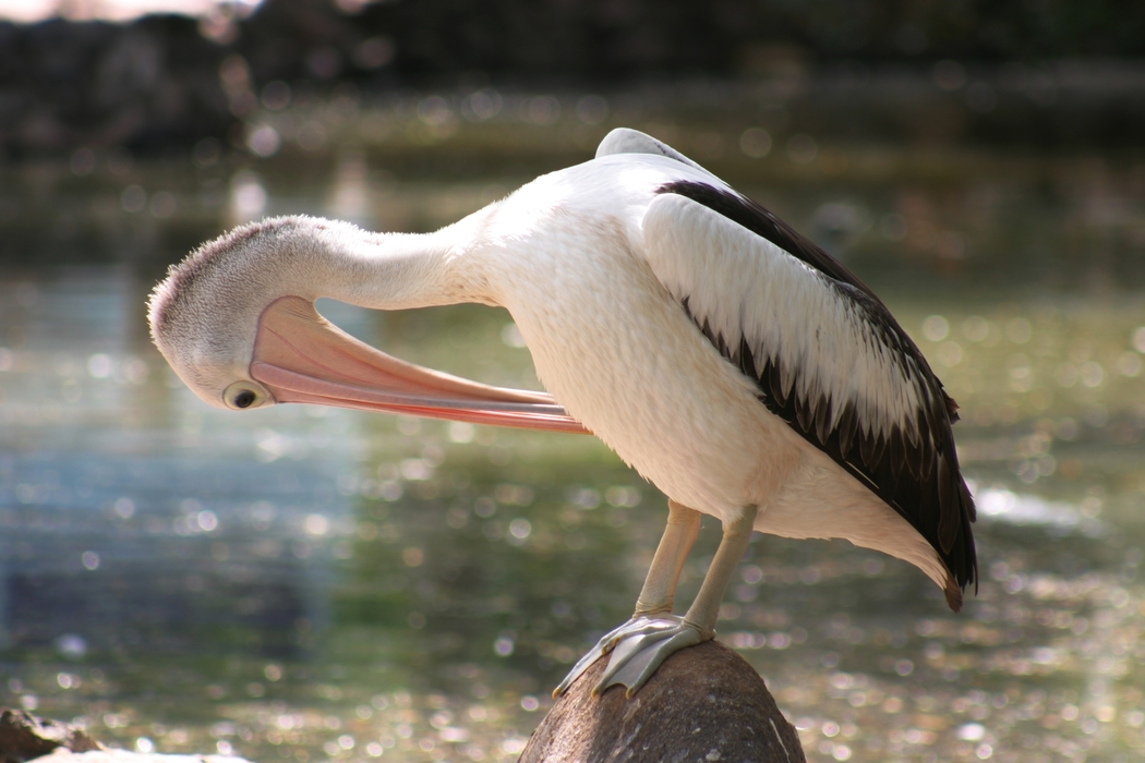 Pelican Adjusts Feathers
