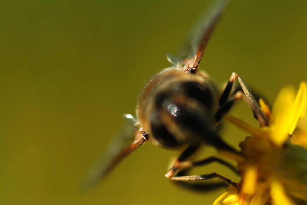 Honeybee Gathering Nectar on Flower